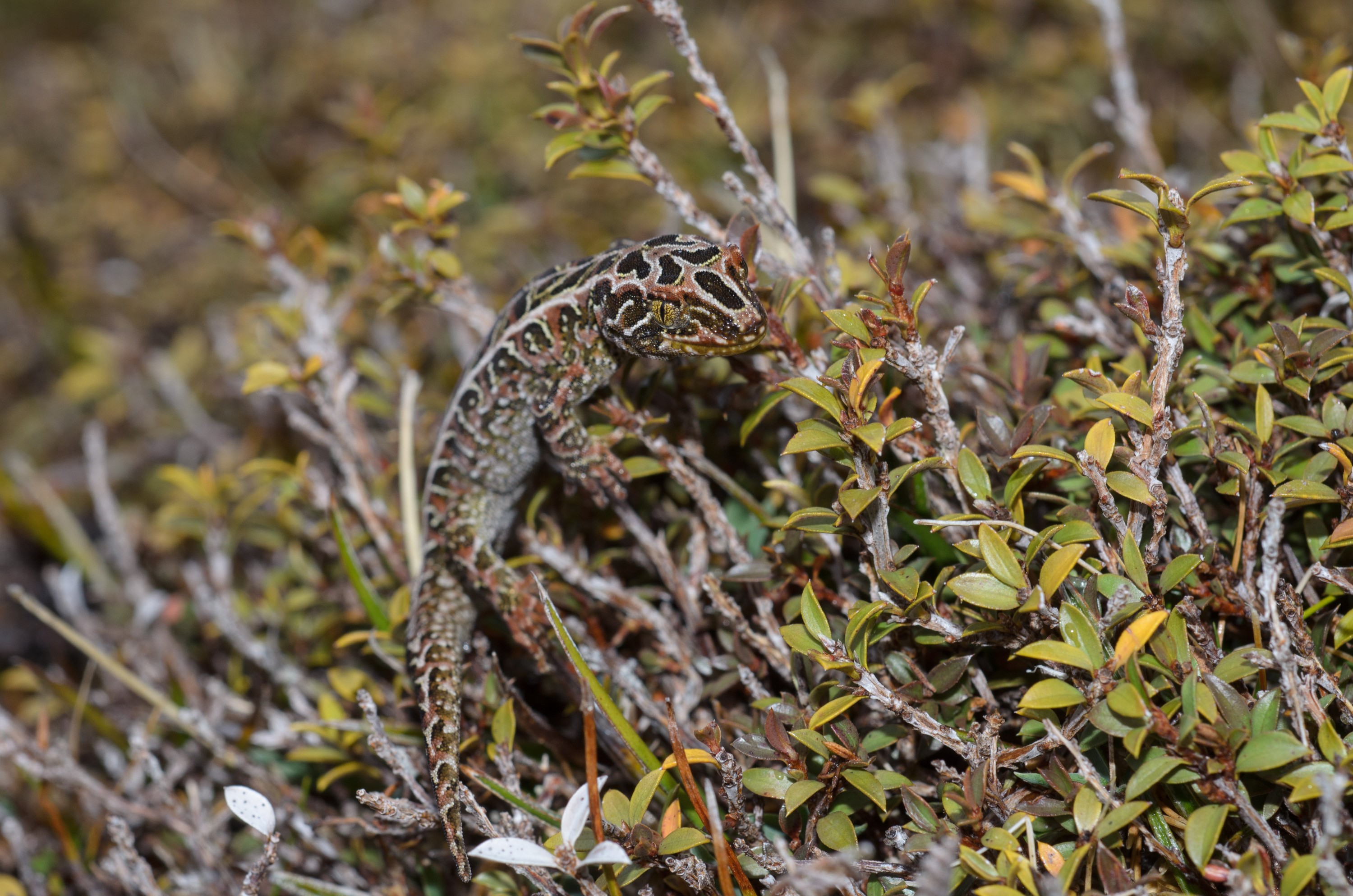 DSC_2895 – Adventure, Crispin, Hoplodactylus, Island, March 2017, National Park, New, New Zealand, Rakiura, South, Stewart, Tukutuku rakiurae, Zealand, amazing, gecko, harlequin gecko, rare, stunning
